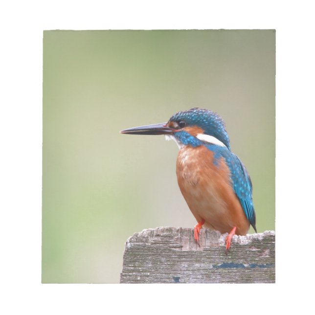 Kingfisher bird. notepad (Front)
