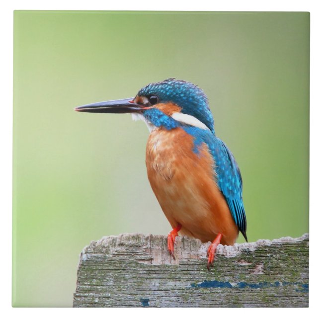 Kingfisher bird tile (Front)