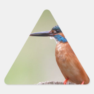 Kingfisher bird. triangle sticker