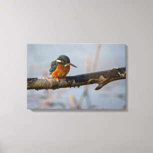 kingfisher canvas print