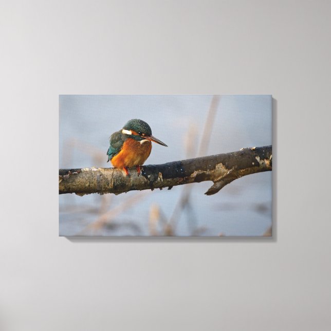 kingfisher canvas print (Front)