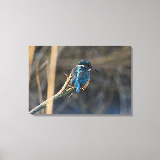 Kingfisher Canvas Print (Front)