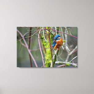Kingfisher Canvas Print