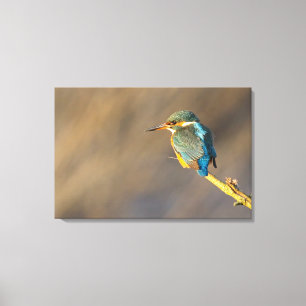 Kingfisher Canvas Print