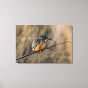 Kingfisher Canvas Print