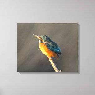 Kingfisher Canvas Print