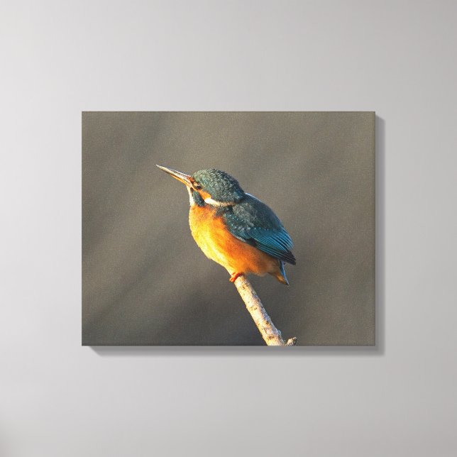 Kingfisher Canvas Print (Front)