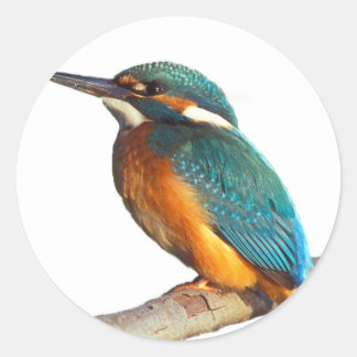 "Kingfisher" design products Classic Round Sticker