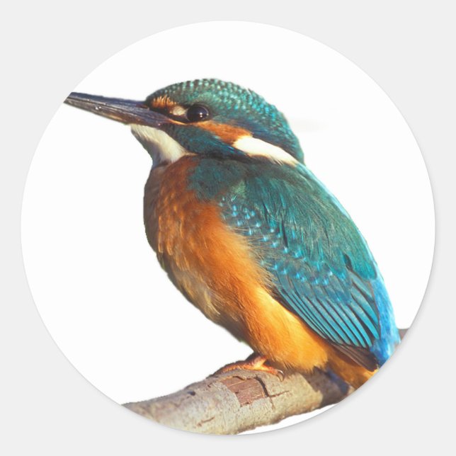 "Kingfisher" design products Classic Round Sticker (Front)