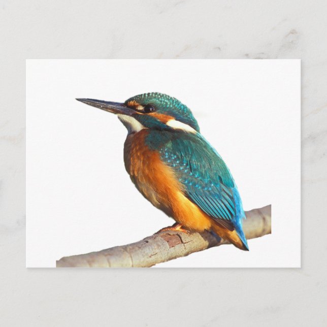 "Kingfisher" design products Postcard (Front)