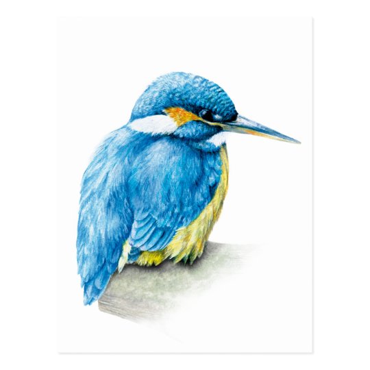 Kingfisher fine art watercolor postcard