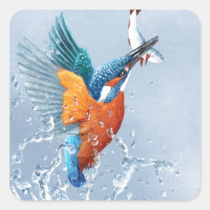 Kingfisher flying out of the water square sticker