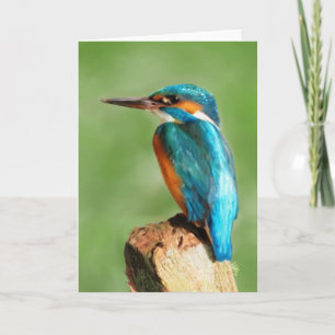 Kingfisher Greeting Card