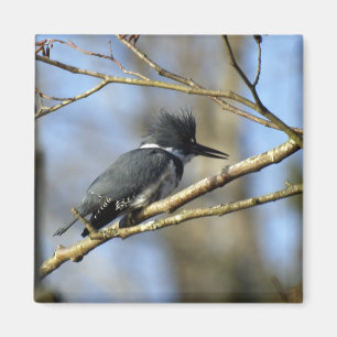 "Kingfisher" Magnet