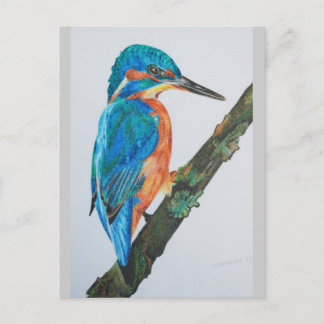 Kingfisher Merchandise Postcard