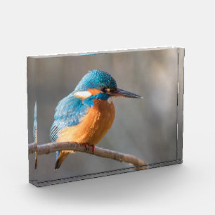 Kingfisher Nature Photo Block