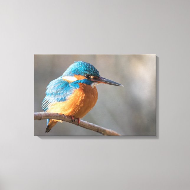 Kingfisher Nature Photo Canvas Print (Front)