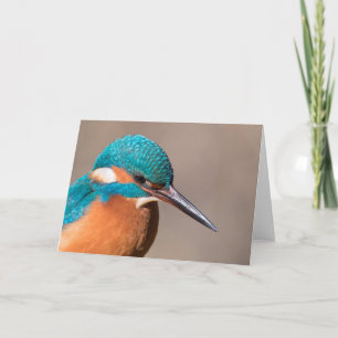 Kingfisher Nature Photo Card