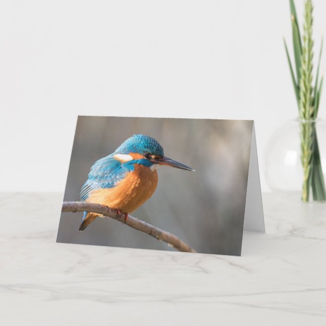 Kingfisher Nature Photo Card (Front)