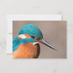 Kingfisher Nature Photo Card