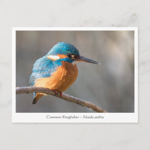Kingfisher Nature Photo Postcard
