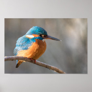 Kingfisher Nature Photo Poster