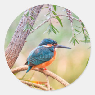Kingfisher Perched on Branch Classic Round Sticker