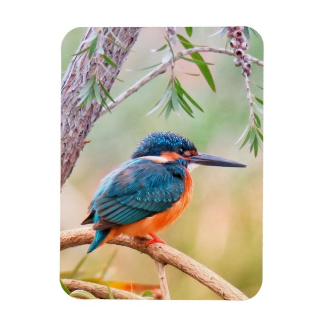 Kingfisher Perched on Branch Magnet (Vertical)