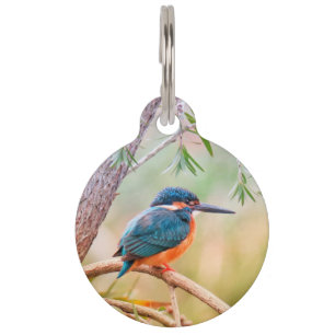 Kingfisher Perched on Branch Pet Tag