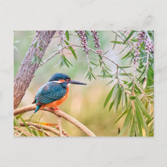 Kingfisher Perched on Branch Postcard (Front)