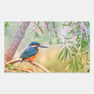 Kingfisher Perched on Branch Rectangular Sticker