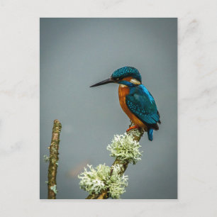 Kingfisher  Postcard