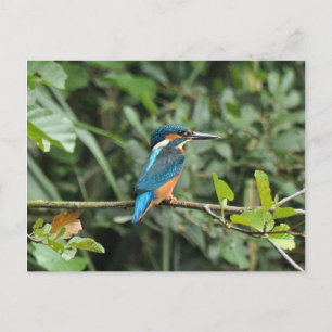 Kingfisher postcard