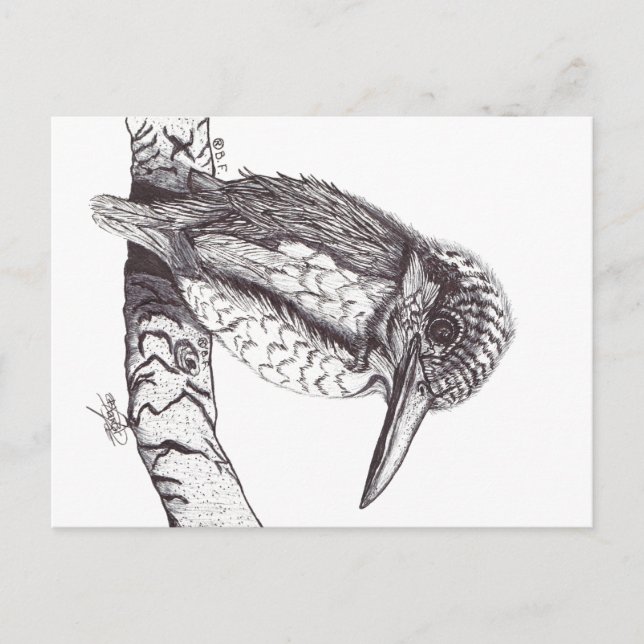 KINGFISHER POSTCARD (Front)