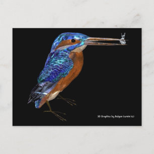 KINGFISHER POSTCARD