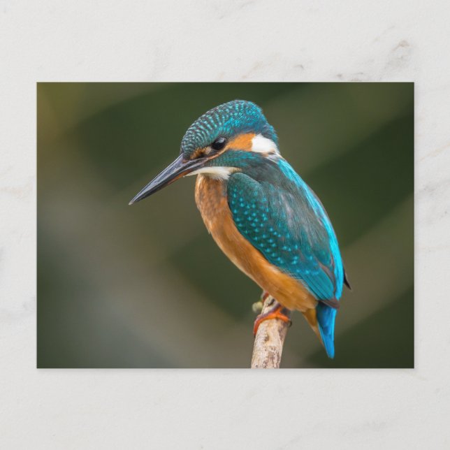 Kingfisher Postcard (Front)