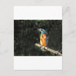 Kingfisher Postcard
