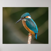 KIngfisher