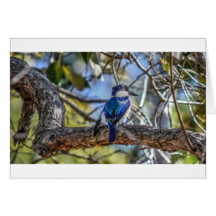 KINGFISHER RURAL QUEENSLAND AUSTRALIA