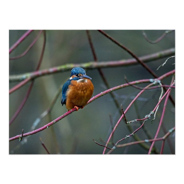 Kingfisher sitting on a branch poster (Front)