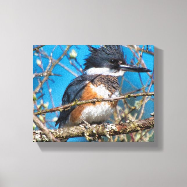 Kingfisher Wild Bird Canvas Print (Front)