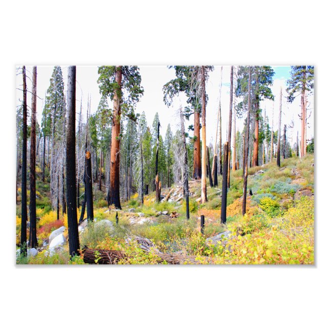 Kings Canyon National Park Photo Print (Front)