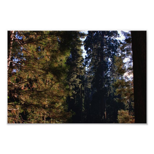 Kings Canyon National Park Photo Print (Front)