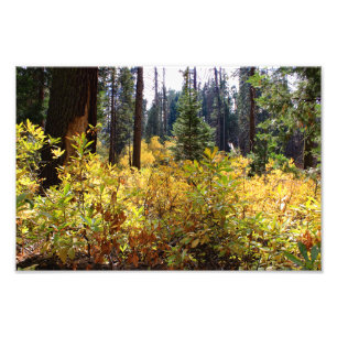Kings Canyon National Park Photo Print