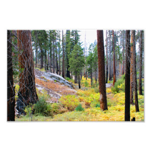 Kings Canyon National Park Photo Print