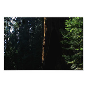 Kings Canyon National Park Photo Print