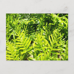 King's Fern Postcard