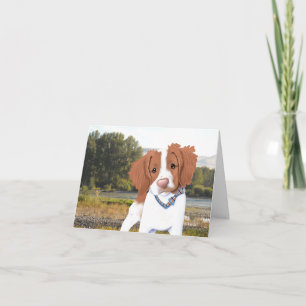 KiniArt Orange Brittany Card