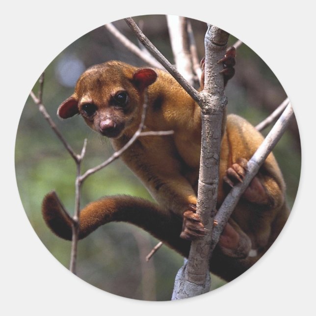Kinkajou (Potos flavus) Classic Round Sticker (Front)