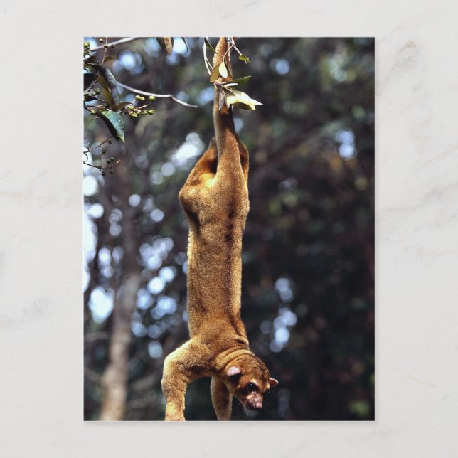 Kinkajou (Potos flavus) Postcard (Front)